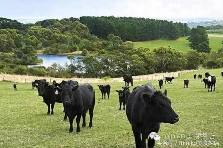 惠灵顿牛排需要烤多少分钟,低温慢烤惠灵顿牛排