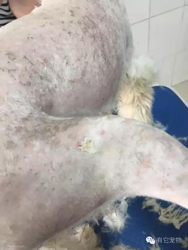 无良宠物店狗狗死亡,无良宠物店让人寒心