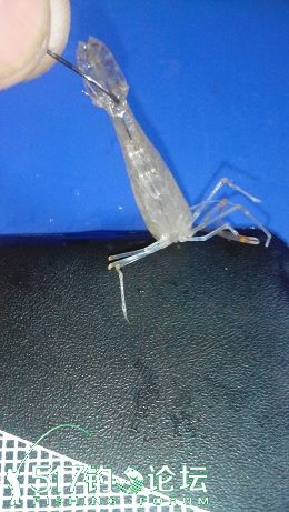 鱼钩钓虾的方法技巧大全,虾子钓鱼正确挂钩