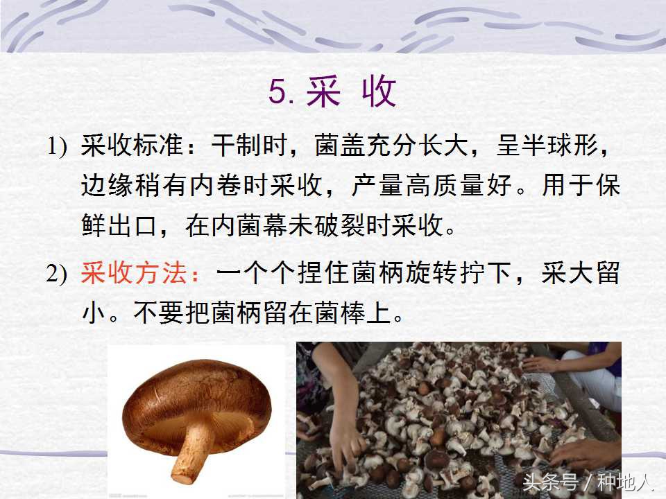 香菇栽培实用技术教案,屋顶香菇栽培