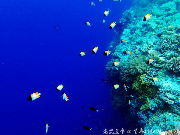 帕劳海底世界完整视频,帕劳潜水遇到的海底生物