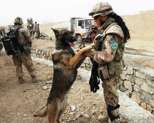 有一种狗叫你扛!狗狗黑背(德牧)的军旅生活!湄公河的哮天犬?