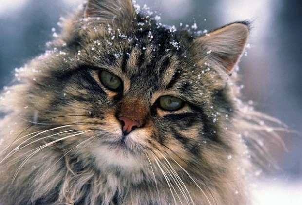 养一只缅因猫是什么感觉,当你养了一只缅因猫