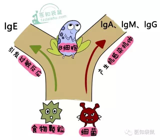 崔玉涛益生菌能长期吃吗,崔玉涛推荐过敏益生菌