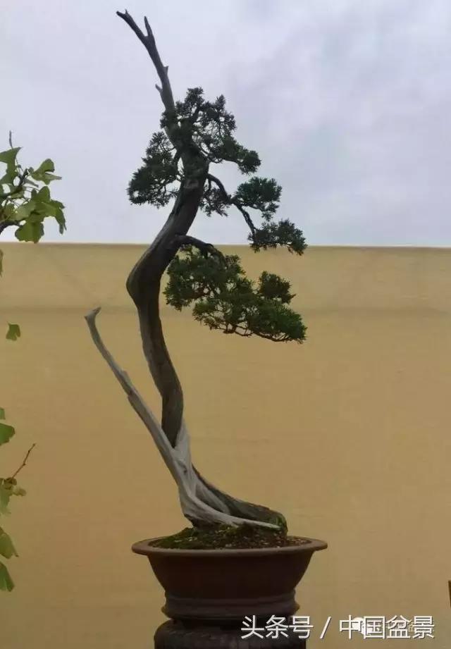 秋冬季节盆景杀菌杀虫,冬季盆景防虫妙招