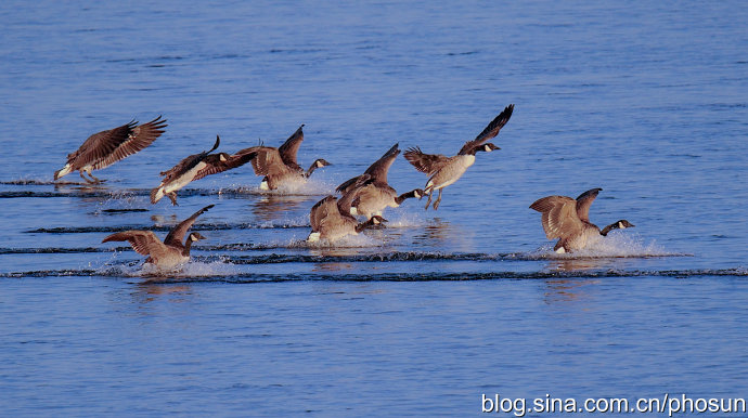 加拿大大雁泛滥成灾 (人类与大雁和谐共处视频)
