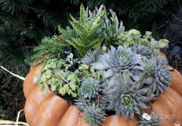 省下来的钱都用来种多肉了 (双十一福利多肉花盆)