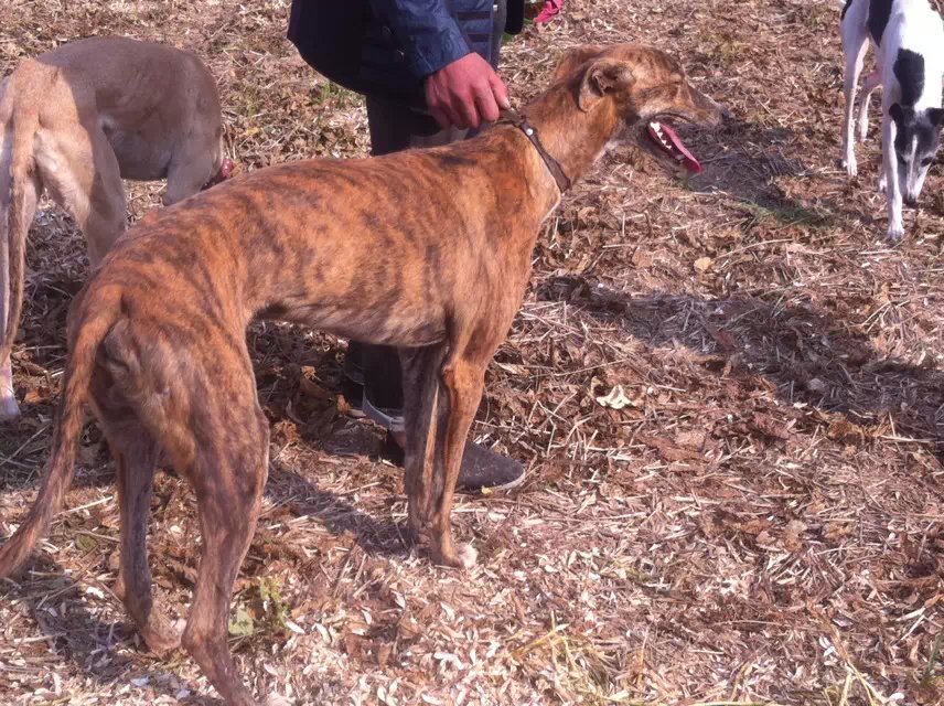 格力犬100到500元,格力犬照片艺术照