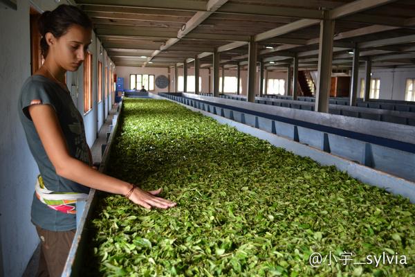 大吉岭茶和英式红茶的区别,英式大吉岭红茶