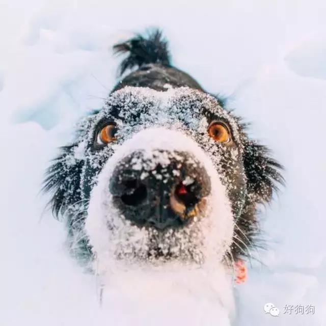 下雪天狗狗会怎么样,下雪天狗狗应该注意什么