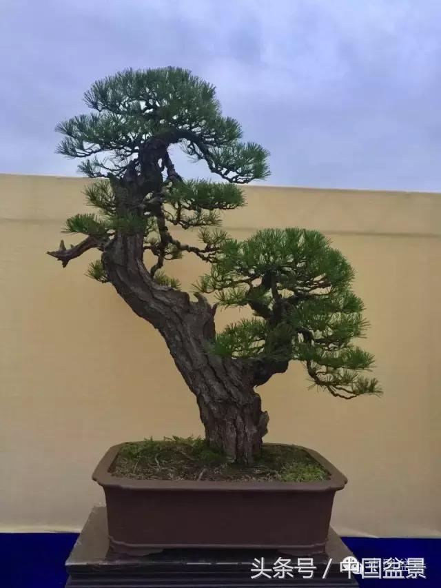 秋冬季节盆景杀菌杀虫,冬季盆景防虫妙招