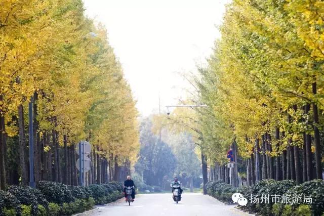 明日立冬,扬州最美的秋景都在这里啦!