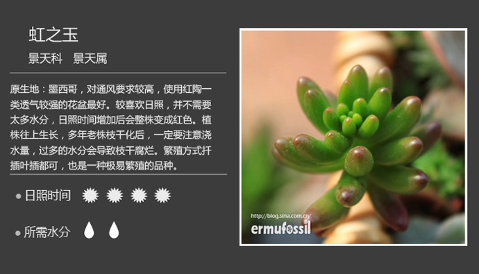 1000种多肉植物珊瑚图鉴,最全多肉品种图鉴