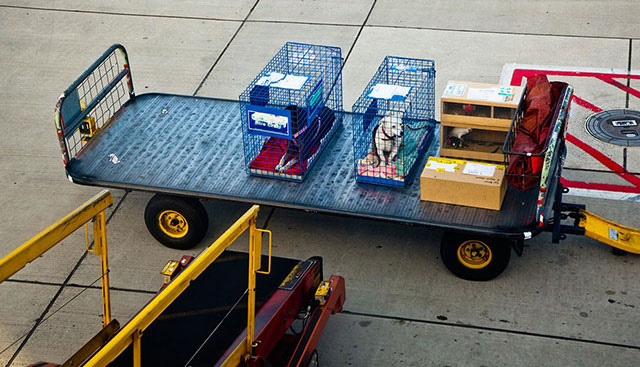 托运狗狗路上有人照顾吗,物流托运狗狗大概多少钱