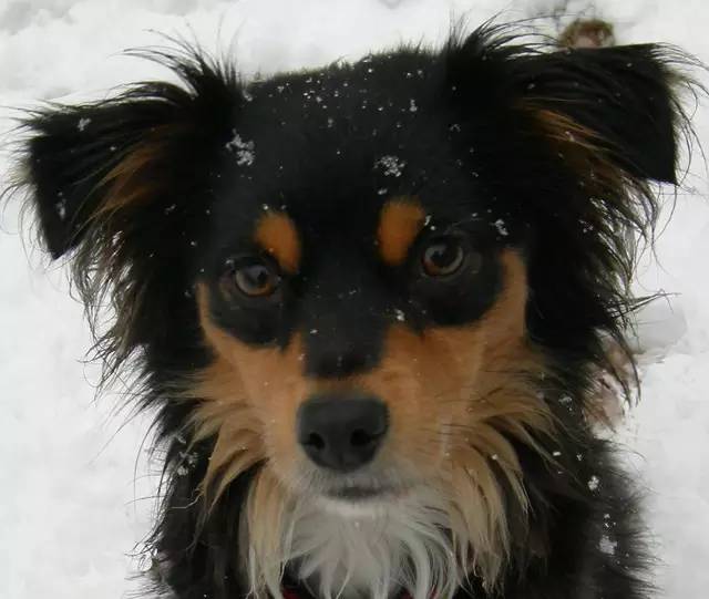 土狗聪明吗忠心主人吗,中国比较聪明的土狗