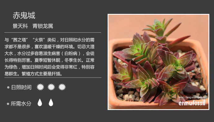 1000种多肉植物珊瑚图鉴,最全多肉品种图鉴