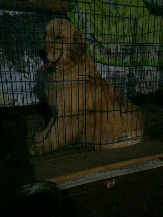 金毛繁殖的过程,金毛繁育过程