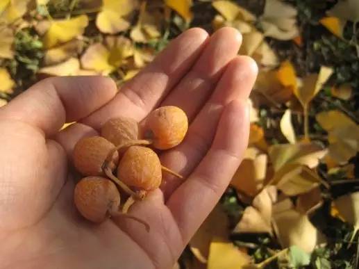 银杏果为什么使人中毒了,银杏果中毒真的假的