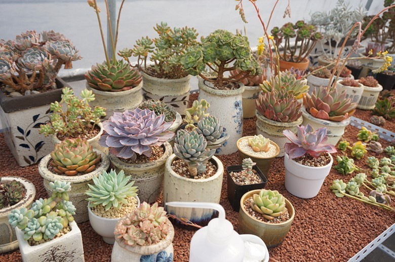 乐活活动直播,乐活元宵节