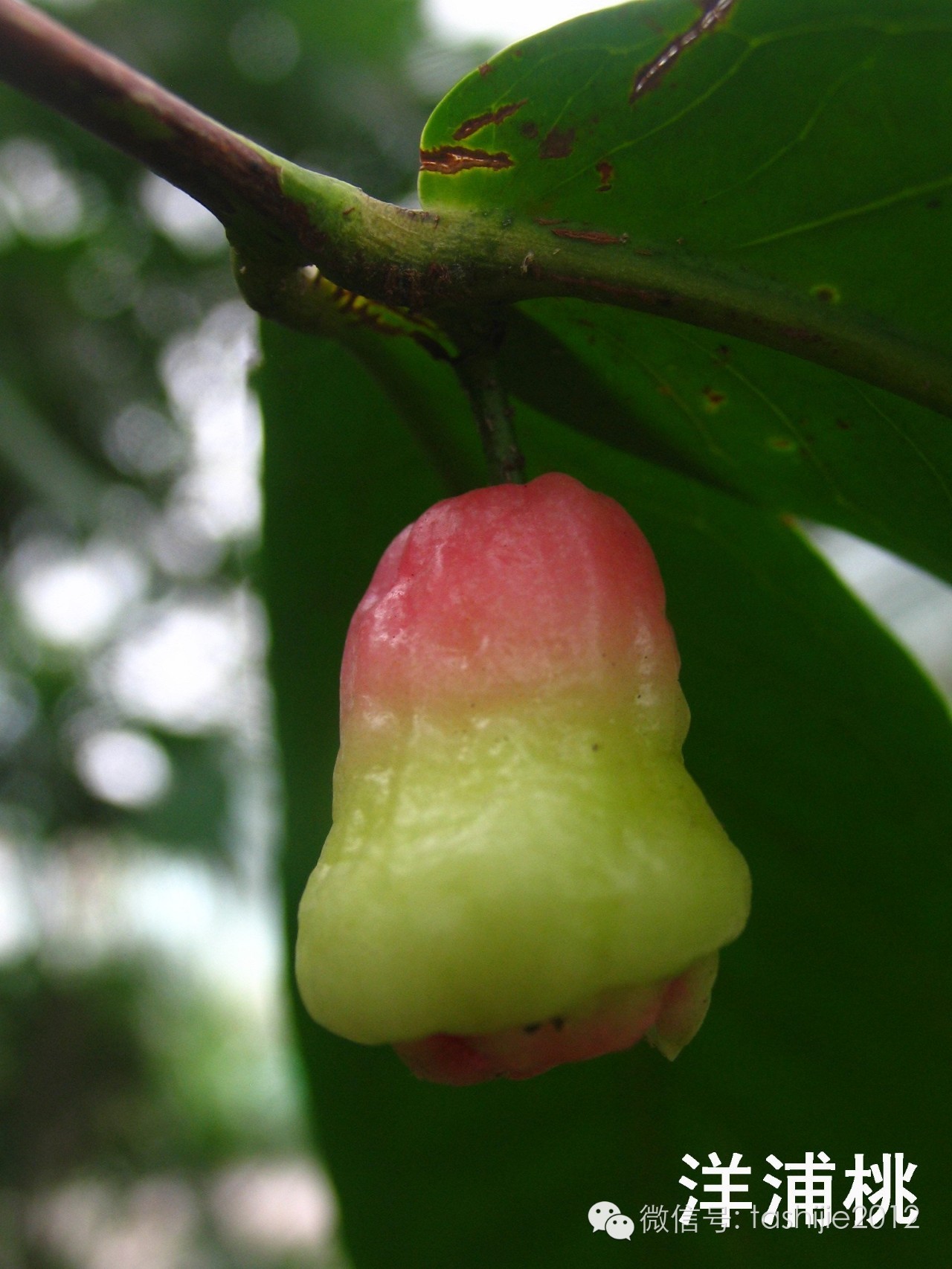 热带水果红牡丹,热带水果莲雾荔枝