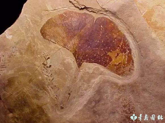 岛城秋韵,“杏”好有你