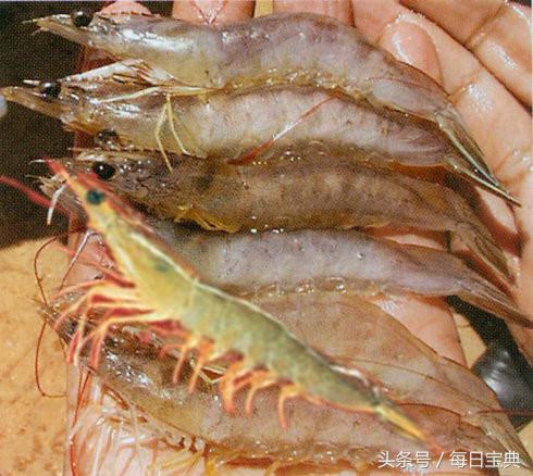 舌尖上的龙虾,品尝正宗龙虾美食的感受