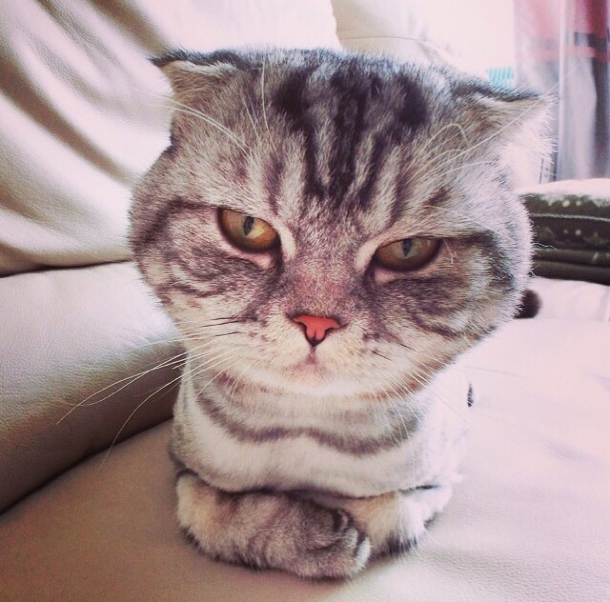 健康养护——关注猫咪科学用药(家庭常用药指南,感冒药是毒药)