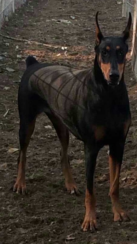 分享:母犬分娩那点儿事儿