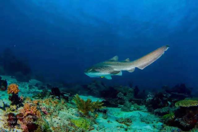 拥有这样的男朋友是一种什么感觉,和潜水员谈恋爱感受