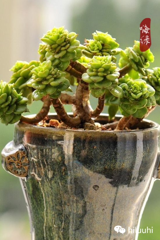 怎么可以这么美图片,漂亮韩国多肉