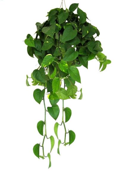 什么植物可以吸收甲醛和毒气,吸收室内有毒物质哪种植物最好