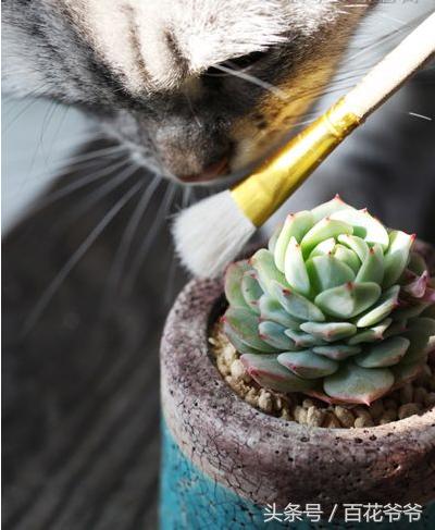 老肉友手把手教你学会韩国进口多肉的定植方法（配图哟！）