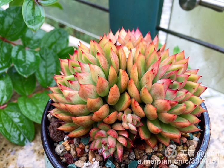 我的多肉小苗一直在露养用遮阳吗,露养冬天的第一盆多肉