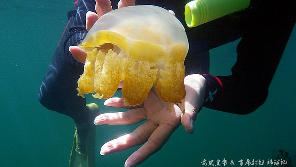 帕劳海底世界完整视频,帕劳潜水遇到的海底生物