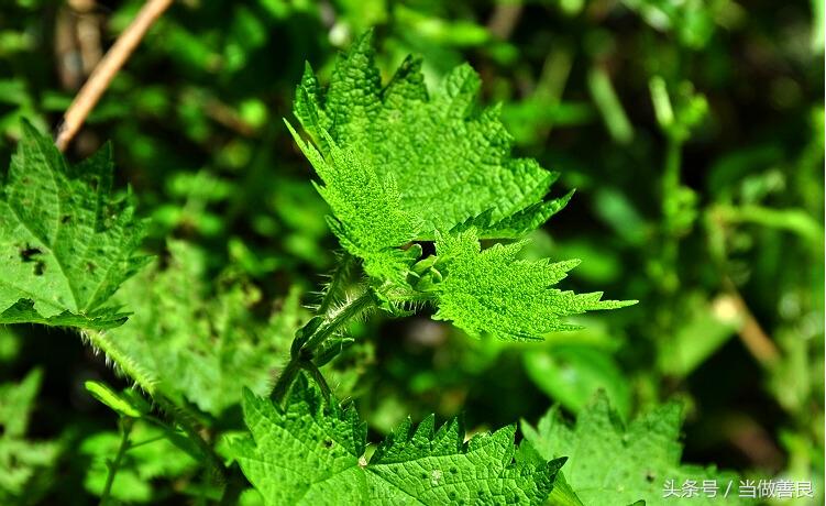 南方小时候常见又叫不上名的植物,四川常见花草植物有哪些