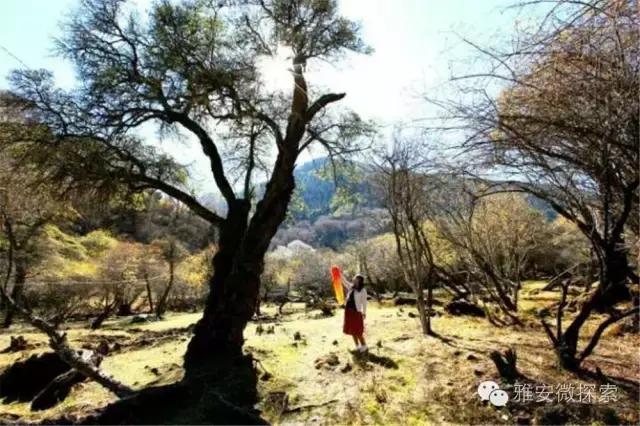 最美的季节,醉美的季节原唱视频