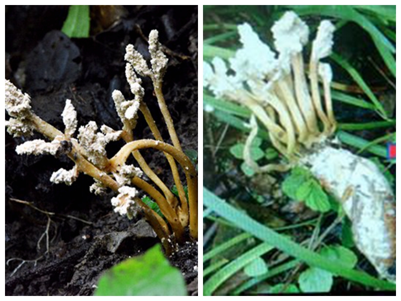 昆虫蝉的生长过程,和蝉一样从土里蜕变出来的昆虫