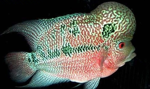 罗汉鱼死了是什么原因,罗汉鱼死的原因