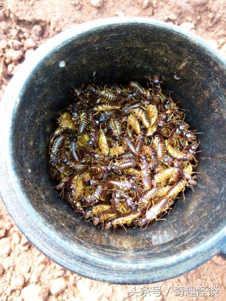 我在非洲工作的日子，给大家介绍下非洲的风土人情