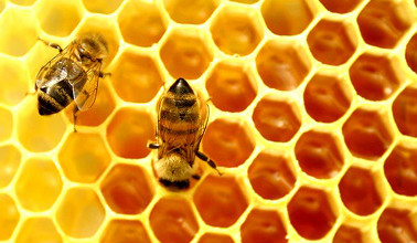 蜂胶检测最简单方法,绿蜂胶的作用与功效