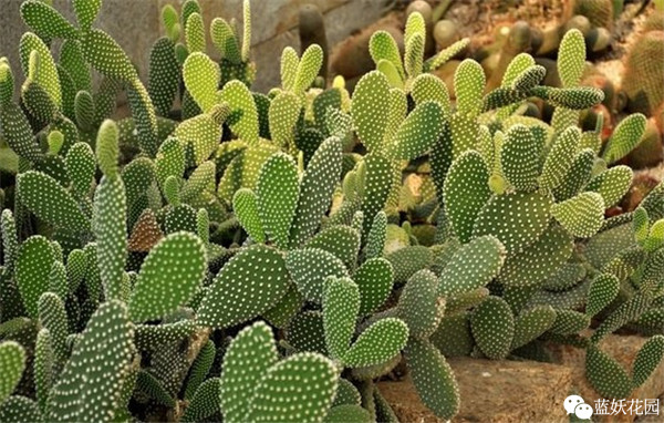 可以净化空气的室内盆栽植物,什么植物净化空气能力最强室内