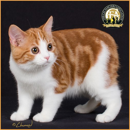 性价比低的猫咪品种有哪些,什么种类的猫最便宜