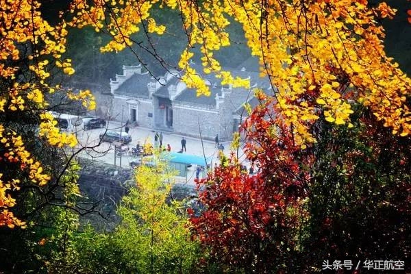 乐山最美银杏打卡地,中国最美十大银杏观赏地