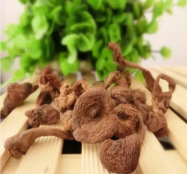 东北第四宝,东北第四宝是什么动物