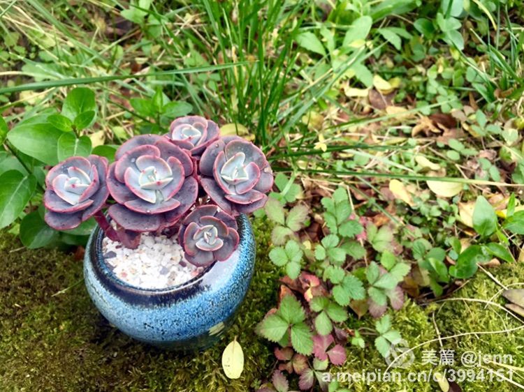 我的多肉小苗一直在露养用遮阳吗,露养冬天的第一盆多肉