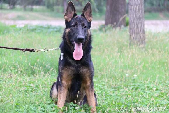 德牧的遗传倾向性疾病,怎么才能让德牧有警觉性