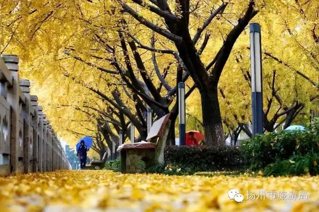 明日立冬,扬州最美的秋景都在这里啦!