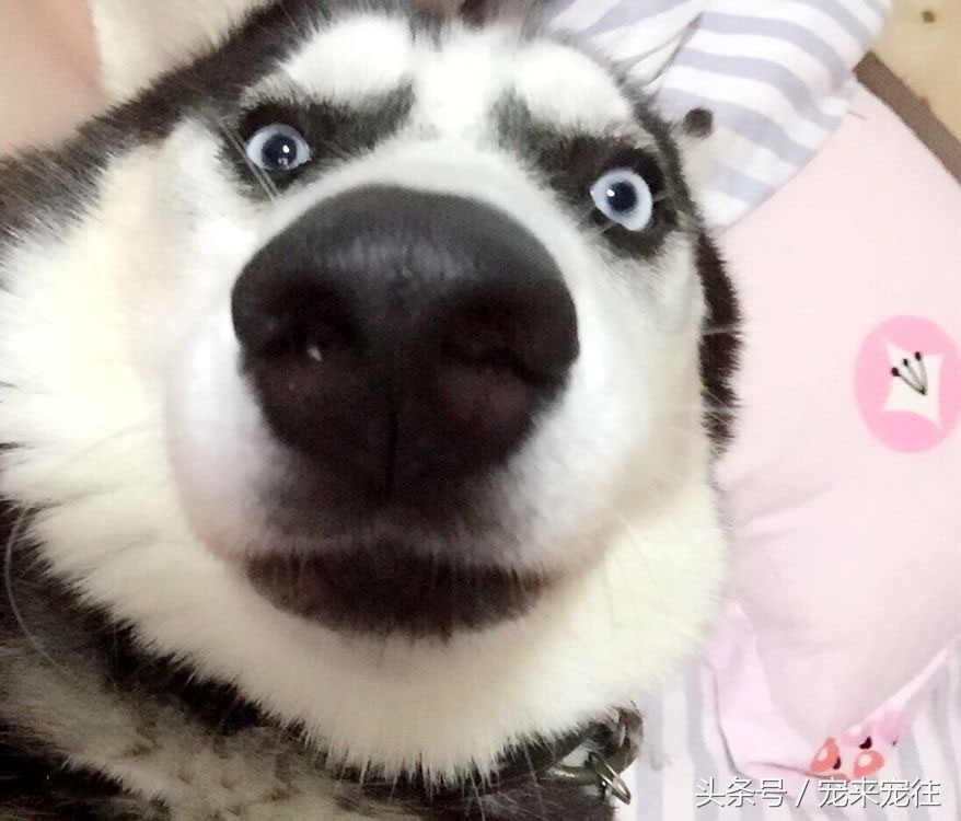 宠物狗柯基犬,拉雪橇的狗西伯利亚雪橇犬