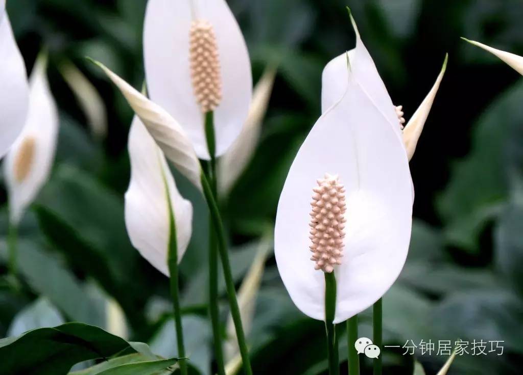 适合在屋里养有利于健康的植物,家里种植什么植物有助于健康