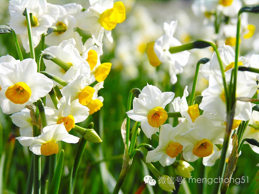 对猫咪有毒的植物有哪些？猫咪误食毒性植物怎么办？